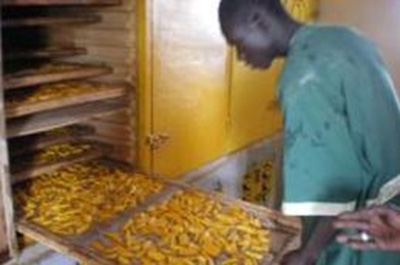 Person processing mangoes