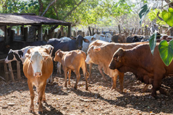 Panama Veladero, cattle in the corral of a farm at sunrise