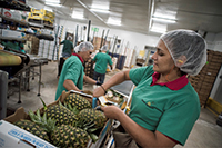Woman processing pineapples in a food processing plant, three other workers in the background